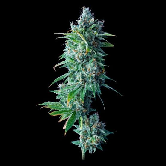 Flor da 24K Gold usada como referência visual da linha
